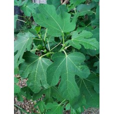 Инжир (Ficus Carica) 